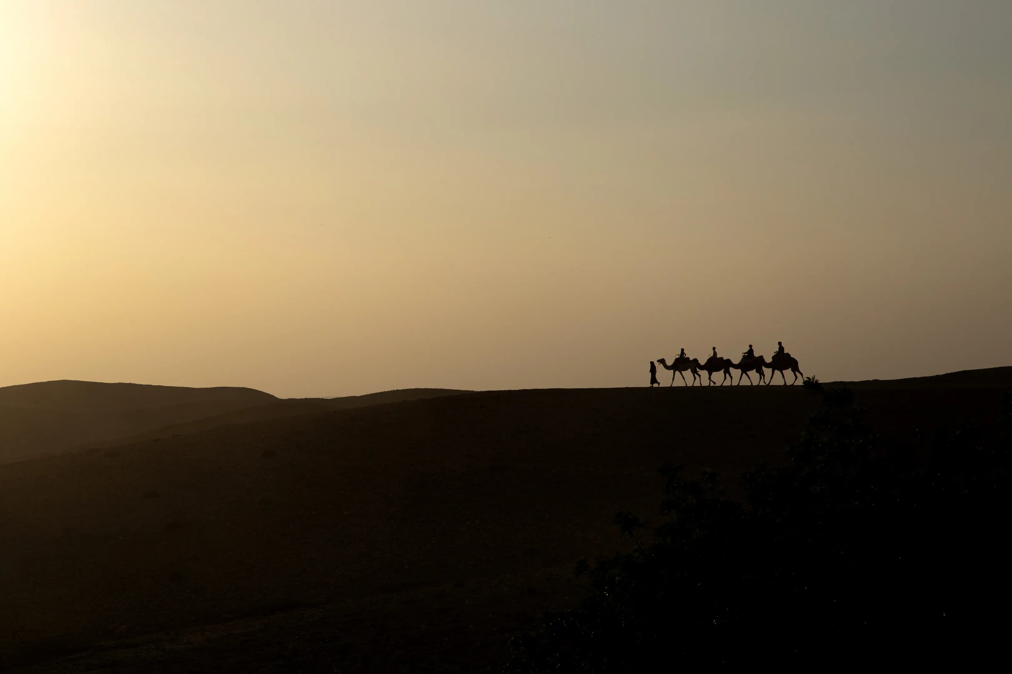 Camels